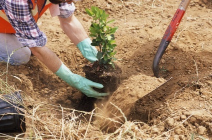 Hedges az ország saját kezűleg faj, nemesítési, ültetés, metszés, gondoskodás, fotó, videó