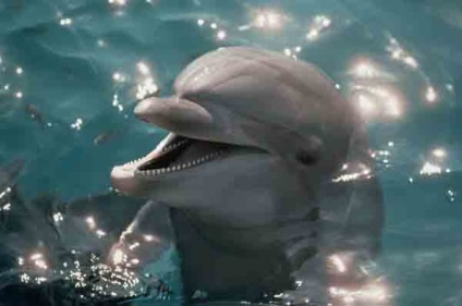 Living Planet víz alatti világ a delfinek - a világ legjobb úszók és búvárok (kardszárnyú) Living Planet víz alatti világ a delfinek - a világ legjobb úszók és búvárok