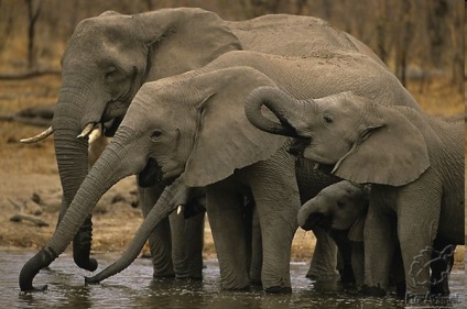 Állati Afrikai elefánt történetét életéről és érdekes tények „életrajz”, képek, fotók, videók találhatóak