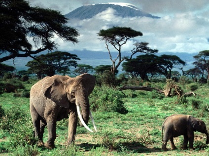 Állati Afrikai elefánt történetét életéről és érdekes tények „életrajz”, képek, fotók, videók találhatóak