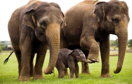 Állati elefánt anatómia, táplálkozás, szaporodás