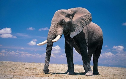 Állati elefánt anatómia, táplálkozás, szaporodás