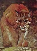 Afrikai arany macska