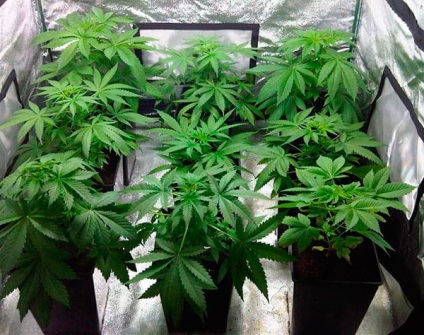 5 - a szükséges feltételeket a kannabisz termesztésének szól kender és a marihuána a t (kender) 5 - a szükséges feltételeket a kannabisz termesztésének szól kender és marihuána t