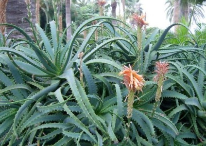 Aloe vera (Aloe), leírás, ellátás, betegség, gyógyszer tulajdonságait (aloe vera fotó) Aloe vera (Aloe) leírás, ellátás, betegség, orvosi tulajdonságok
