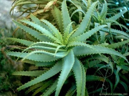 Aloe vera (Aloe) leírás, ellátás, betegség, orvosi tulajdonságok (Agave) Aloe vera (Aloe) leírás, ellátás, betegség, orvosi tulajdonságok