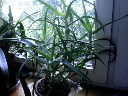 Aloe vera (Aloe), leírás, ellátás, betegség, gyógyszer tulajdonságait (aloe vera jótékony tulajdonságait) Aloe vera (Aloe) leírás, ellátás, betegség, orvosi tulajdonságok
