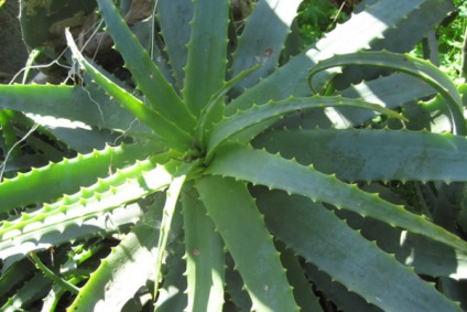 Aloe vera (Aloe) leírás, ellátás, betegség, orvosi tulajdonságok (aloe vera agavé) Aloe vera (Aloe) leírás, ellátás, betegség, orvosi tulajdonságok