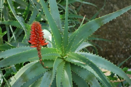 Aloe vera (Aloe), leírás, ellátás, betegség, gyógyszer tulajdonságait (aloe átültetést és az otthoni ápolást az) Aloe vera (Aloe) leírás, ellátás, betegség, orvosi tulajdonságok