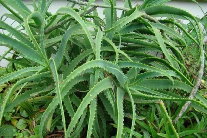 Aloe vera (Aloe), leírás, ellátás, betegség, gyógyító tulajdonságait (agave és aloe ugyanaz) Aloe vera (Aloe) leírás, ellátás, betegség, orvosi tulajdonságok