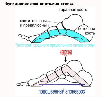 emberi láb anatómiáját