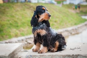 Angol cocker spániel - a leírás, fényképek keres, hogy hol vásárolnak, Angol cocker spániel - a leírás, fényképek keres, hogy hol vásárolnak, „hogy mancs”