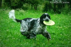Angol cocker spániel - a leírás, fényképek keres, hogy hol vásárolnak, „hogy mancs” (leírás) Angol cocker spániel - a leírás, fényképek keres, hogy hol vásárolnak, „hogy mancs”