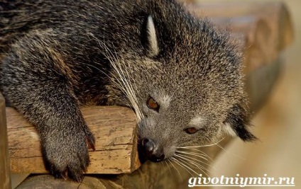 Binturong állat