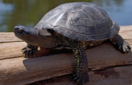 Mi a takarmány a mocsári teknősök otthon, etetés szabályai
