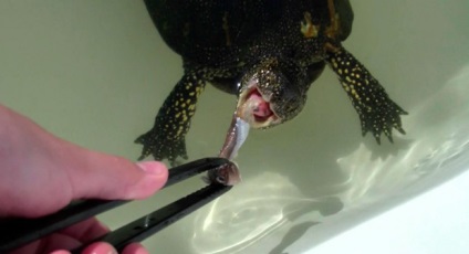 Mi a takarmány a mocsári teknősök otthon, etetés szabályai