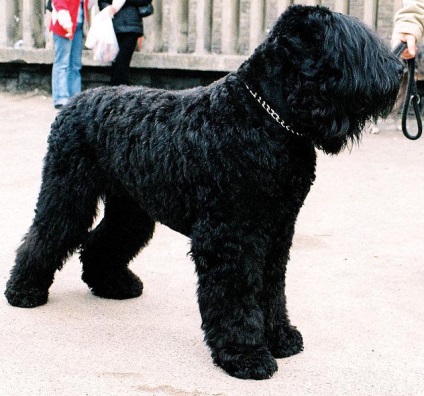 Fekete magyar Terrier jellemzői, fotók és Kennel