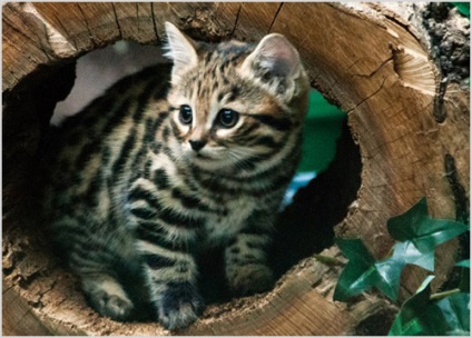 Fekete lábú macska fotó, leírás, karakter, a megjelenést és élőhely (cat) Fekete lábú macska fotó, leírás, karakter, megjelenését és az élőhelyek