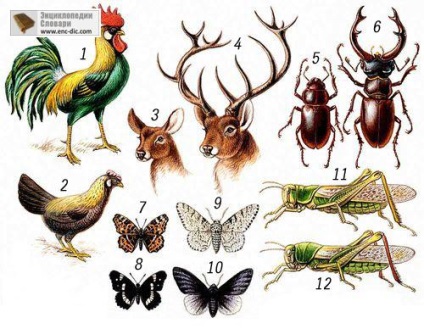 Dimorfizmus - Nagy Szovjet Enciklopédia - Encyclopedia & amp; szótárak (Nagy Szovjet Enciklopédia) Dimorfizmus - Nagy Szovjet Enciklopédia - Encyclopedia & amp; szótárak