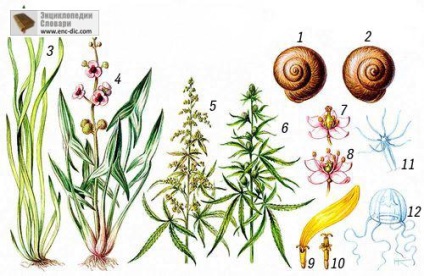 Dimorfizmus - Nagy Szovjet Enciklopédia - Encyclopedia & amp; szótárak