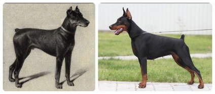 Fényképek a kutyák érdekes kutyák - 3. oldal (kutya) Fényképek a kutyák érdekes kutyák - 3. oldal