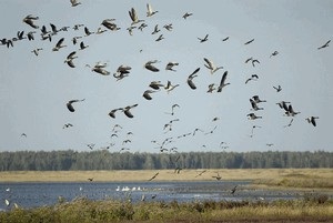 Goose vadászat (liba) liba vadászat
