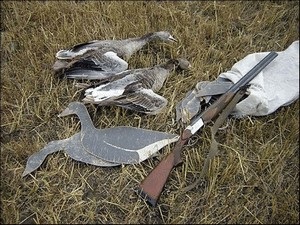 Goose vadászat (liba) liba vadászat