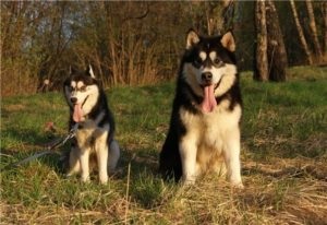 Története a származási, illetve ára egy husky kutya (fajta) Története a származási, illetve ára Husky fajtájú kutya