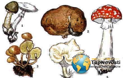 Hogyan lehet megkülönböztetni a mérgező gombák