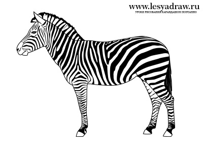 Hogyan kell felhívni a zebra ceruza szakaszban - a tanulságok levonása - hasznos artsphera