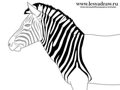 Hogyan kell felhívni a zebra ceruza szakaszban - a tanulságok levonása - hasznos artsphera
