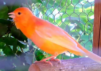 Hogyan lehet megkülönböztetni a Canary kanárik, hím kanárik (fotó és videó)