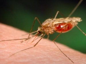 Hogyan malária továbbítjuk Hogyan lehet a Die életciklus