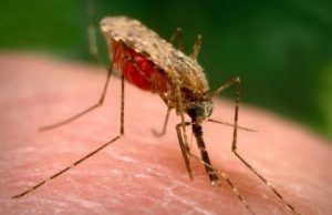 Hogyan malária továbbítjuk, akik szenvednek, kórokozók és átviteli utak