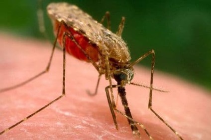 Hogy van a malária az utat, források és mechanizmusok fertőzés