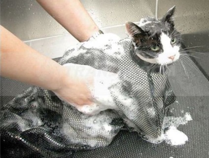 Hogyan mossuk át a macska, aki fél a víztől