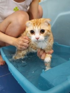 Hogyan mossuk át a macska, aki fél a víztől