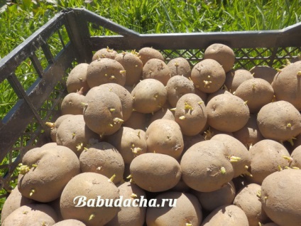 Hogyan kihajt burgonya ültetésére, vendégház