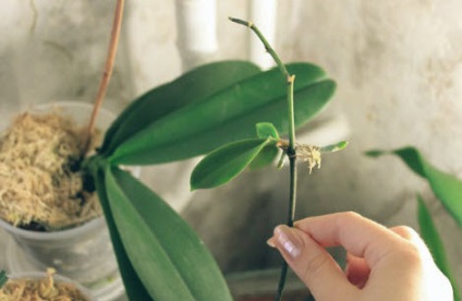 Hogyan szaporodnak Phalaenopsis orchidea otthon egészen!