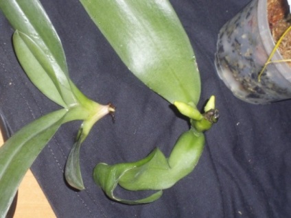 Hogyan újraéleszteni az orchidea