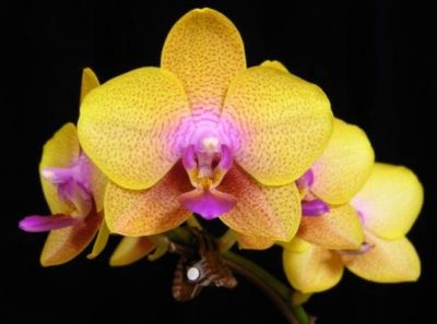 Hogyan újraéleszteni az orchidea (mentése) otthon, hogyan kell animálni, ha a gyökerek elszáradt