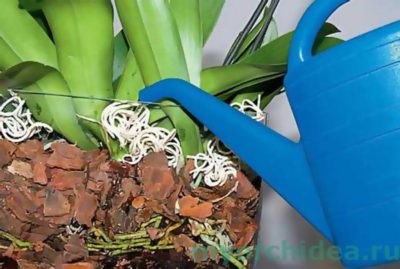 Hogyan újraéleszteni az orchidea (mentése) otthon, hogyan kell animálni, ha a gyökerek elszáradt