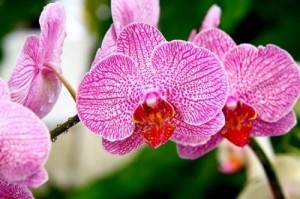 Hogyan újraéleszteni a orchideák otthoni életet vissza a lakásba szépség!