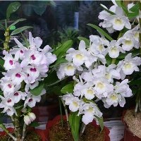 Hogyan újraéleszteni a orchideák otthoni életet vissza a lakásba szépség!