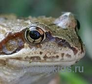 Hogyan készítsünk egy maszk béka (béka) Hogyan készítsünk egy maszk béka