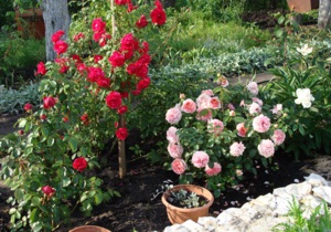 Hogyan készítsünk egy rózsakert mellett házát saját kezűleg az utasítást és fotó rózsa az országban