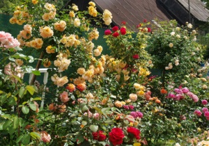 Hogyan készítsünk egy rózsakert mellett házát saját kezűleg az utasítást és fotó rózsa az országban