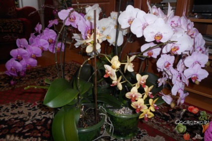 Hogyan készítsünk egy orchidea virág - Titkok és tanácsok fotó