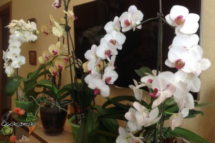 Hogyan készítsünk egy orchidea virág - Titkok és tanácsok fotó