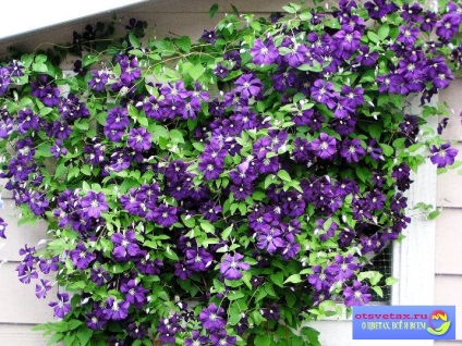 Clematis magról ültetés és gondozás